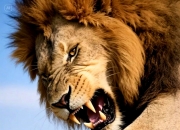 开云官方app入口-关于美洲狮子扬威，势如破竹轻取三分的信息