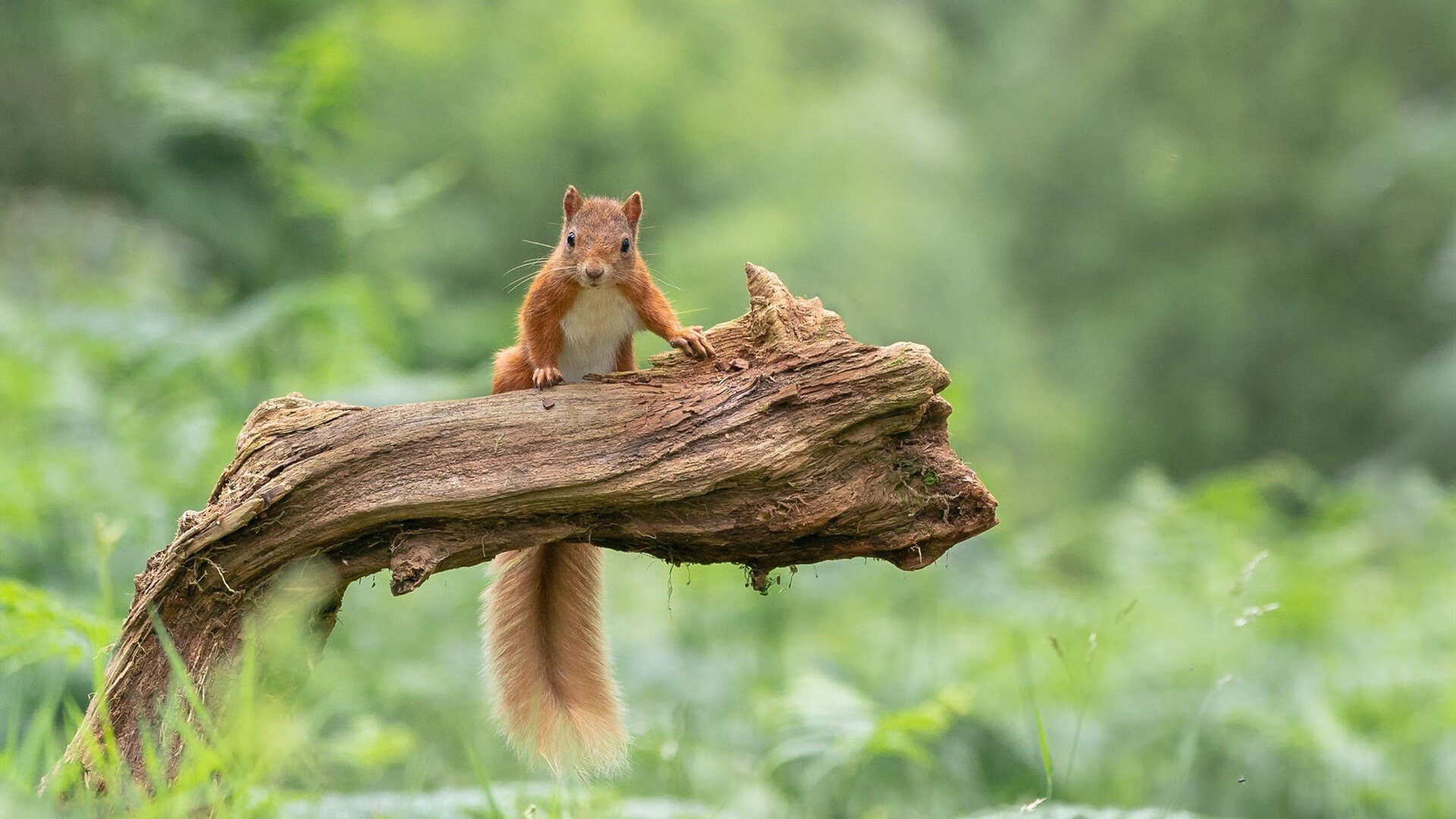 切特·霍姆格伦，火箭防线前的独角兽，雄鹿进攻端无解之谜